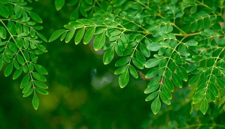 Moringa