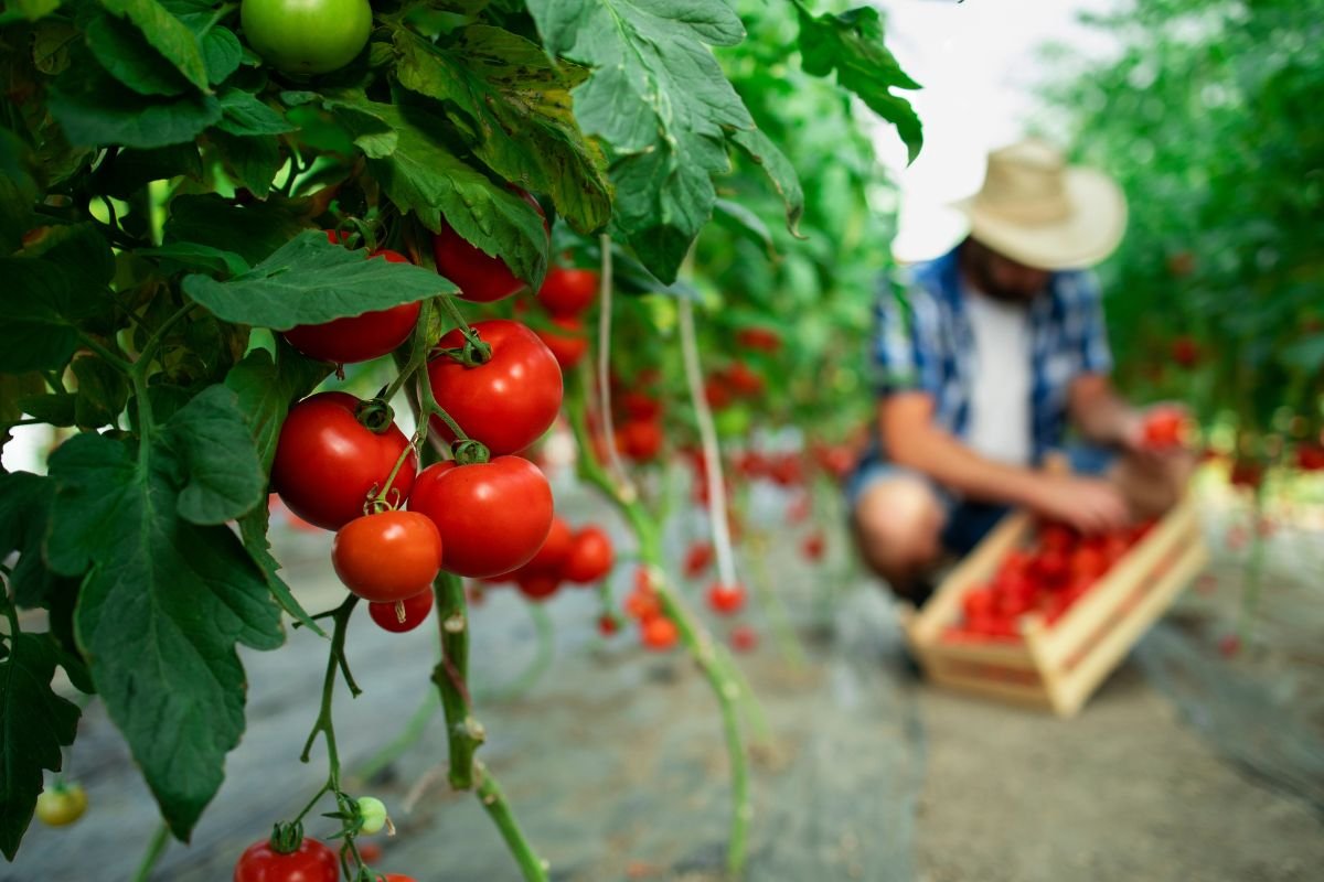 Pé de Tomate Está Murchando