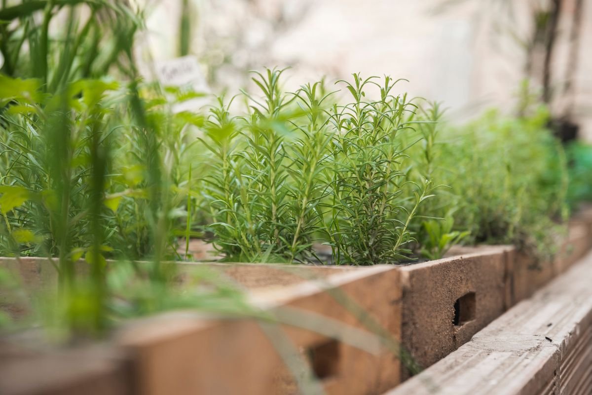 Não Sabia Que Essas 6 Plantas Eram Tão Importantes para Meu Jardim