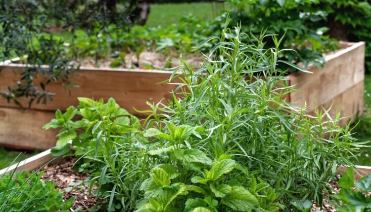Não Sabia Que Essas 6 Plantas Eram Tão Importantes para Meu Jardim