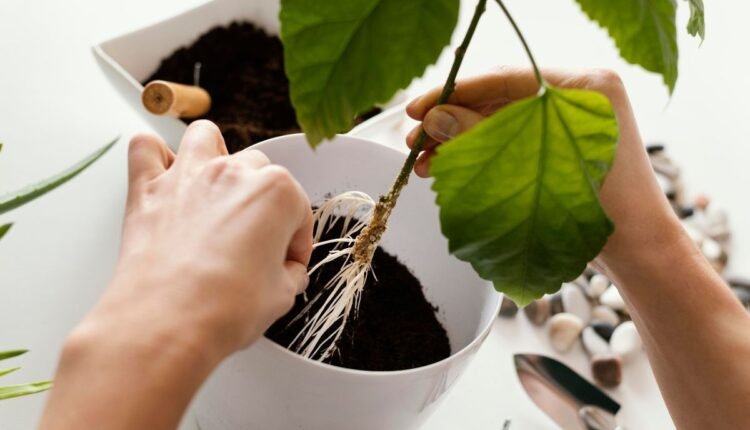 O método que fez minha Planta enraizar em tempo recorde