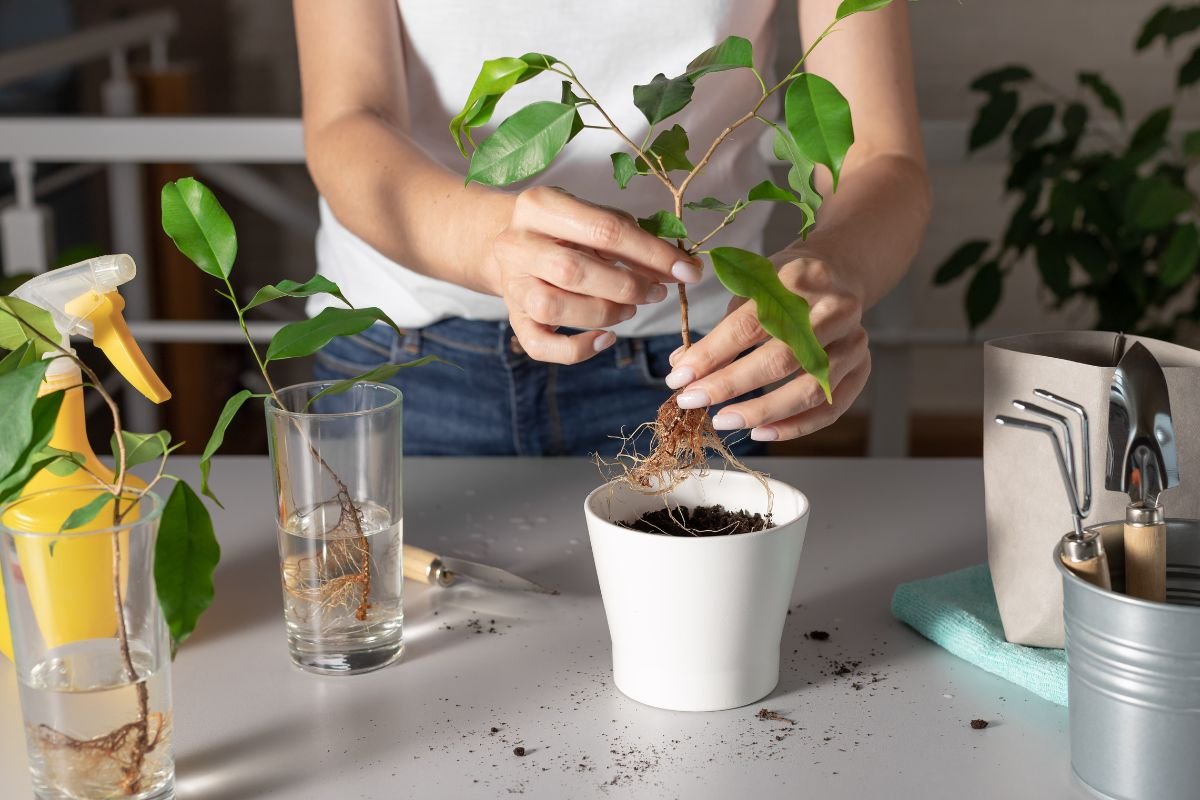 O método que fez minha Planta enraizar em tempo recorde