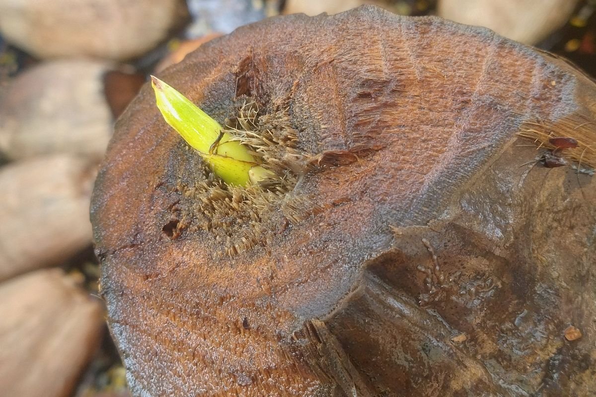 O truque caseiro que fez o coco germinar