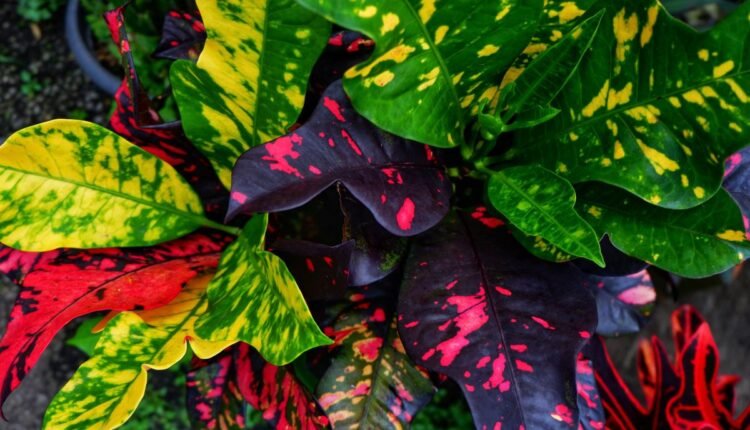 Planta 2 de Julho