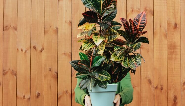 Planta 2 de Julho
