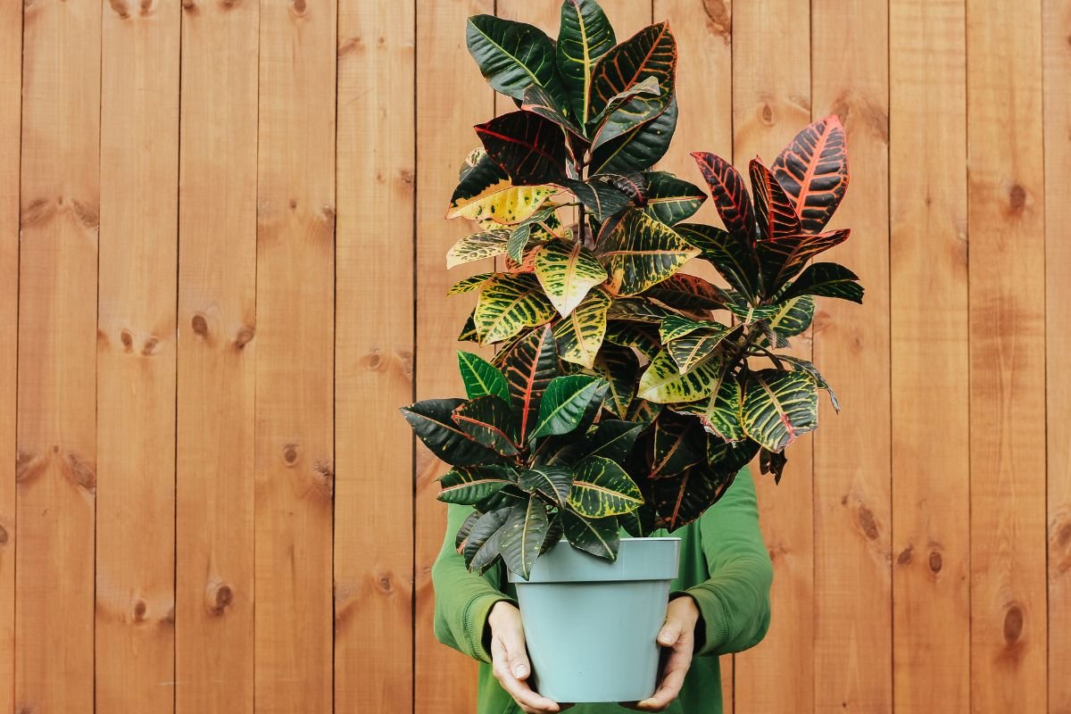 Planta 2 de Julho