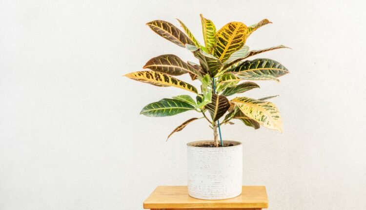 Planta 2 de Julho