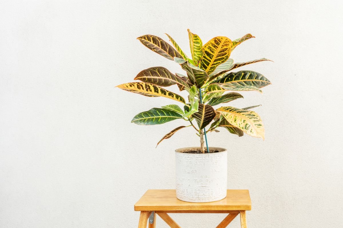 Planta 2 de Julho