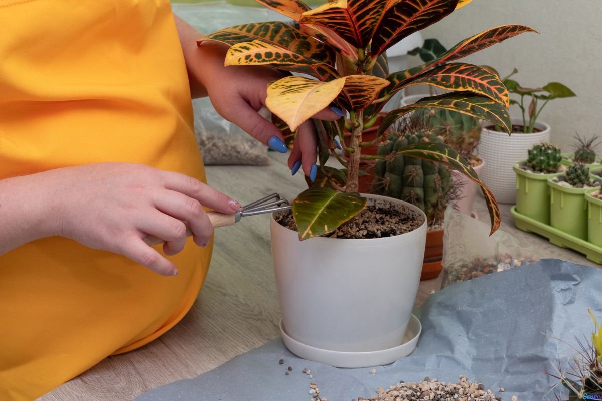 Planta 2 de Julho