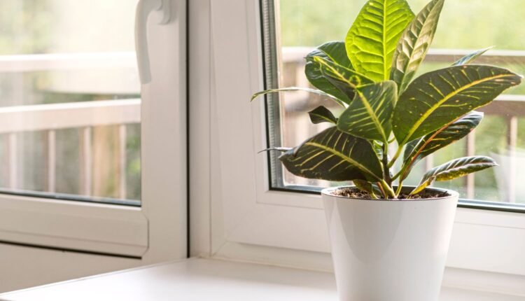 Planta 2 de Julho