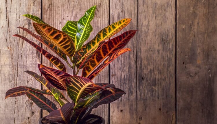 Planta 2 de Julho