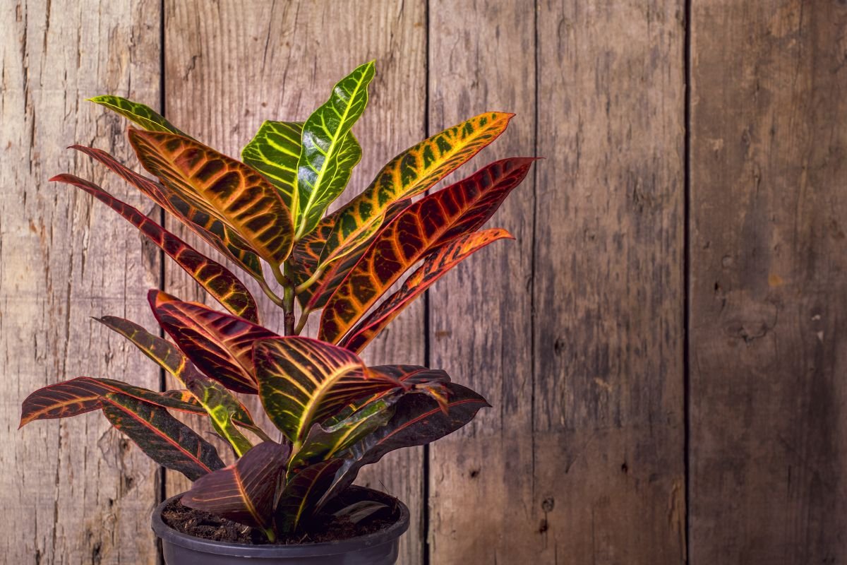 Planta 2 de Julho