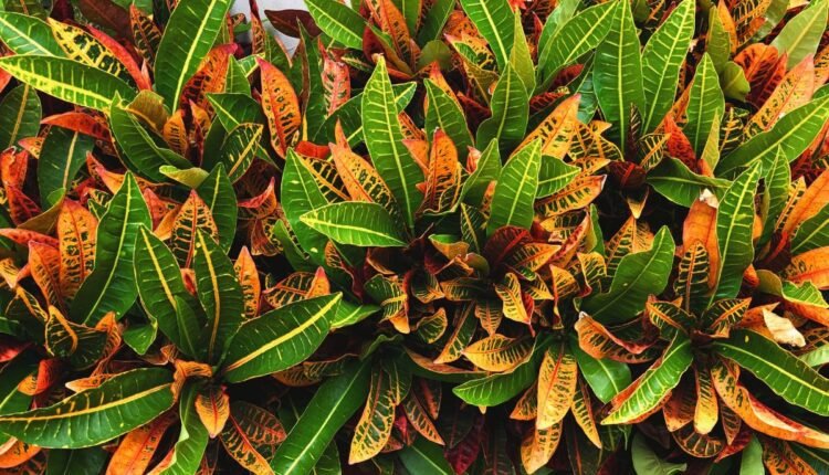 Planta 2 de Julho