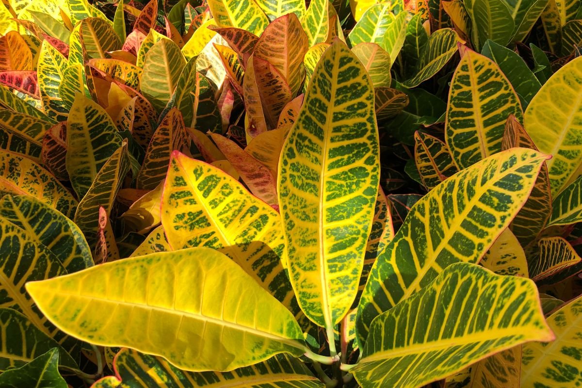Planta 2 de Julho