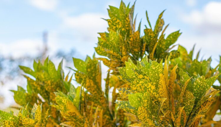 Corredor com a planta 2 de julho