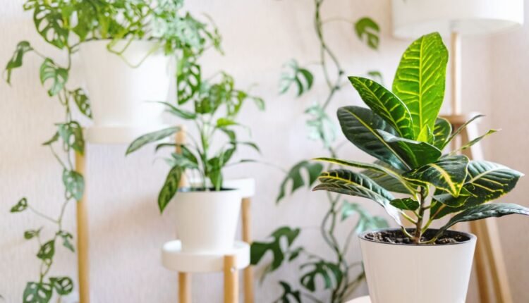 Planta 2 de julho