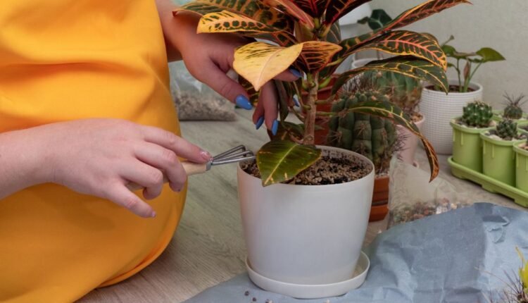 Planta 2 de julho