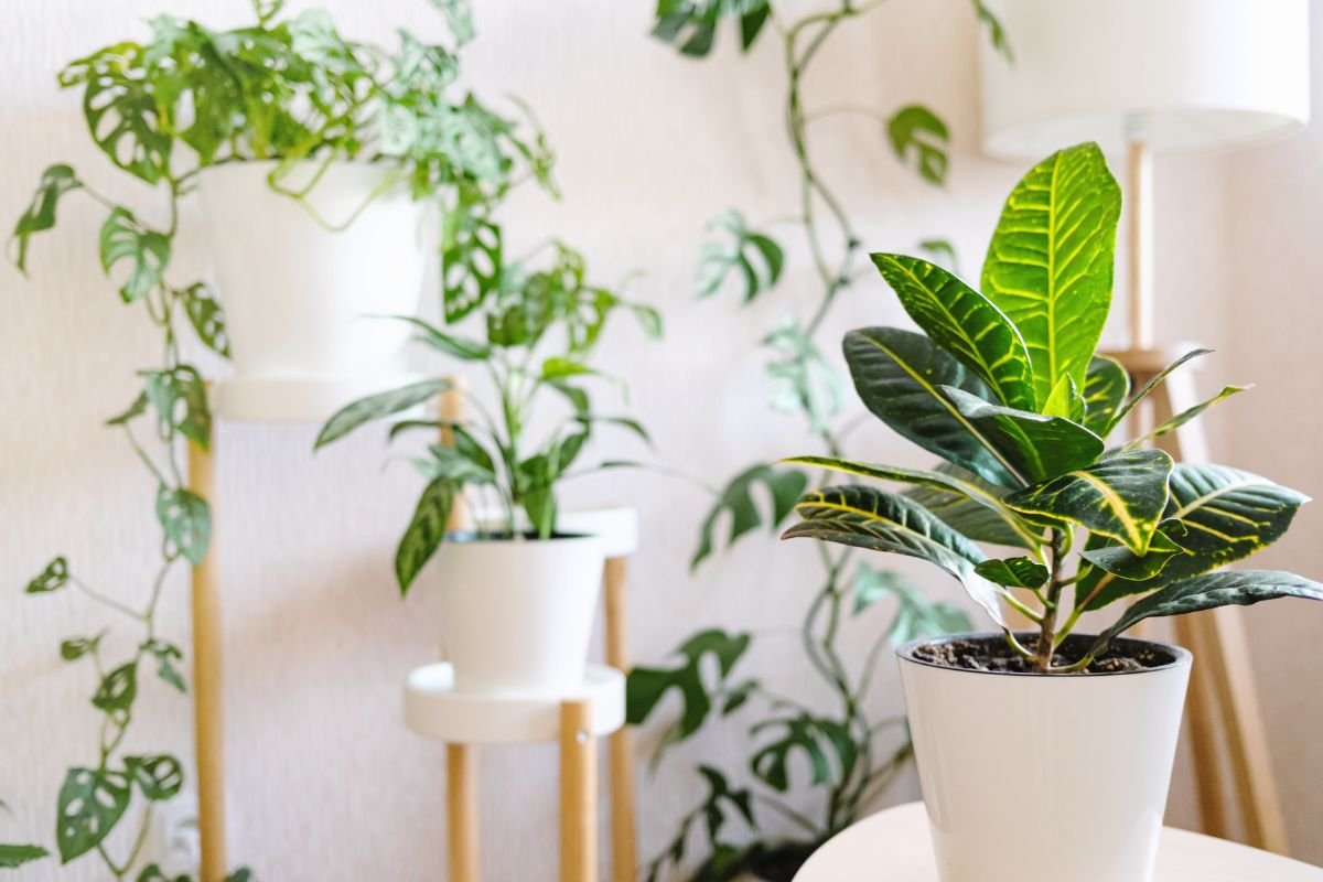 planta 2 de julho