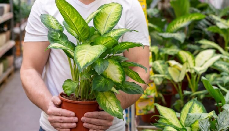 Planta Comigo Ninguém Pode