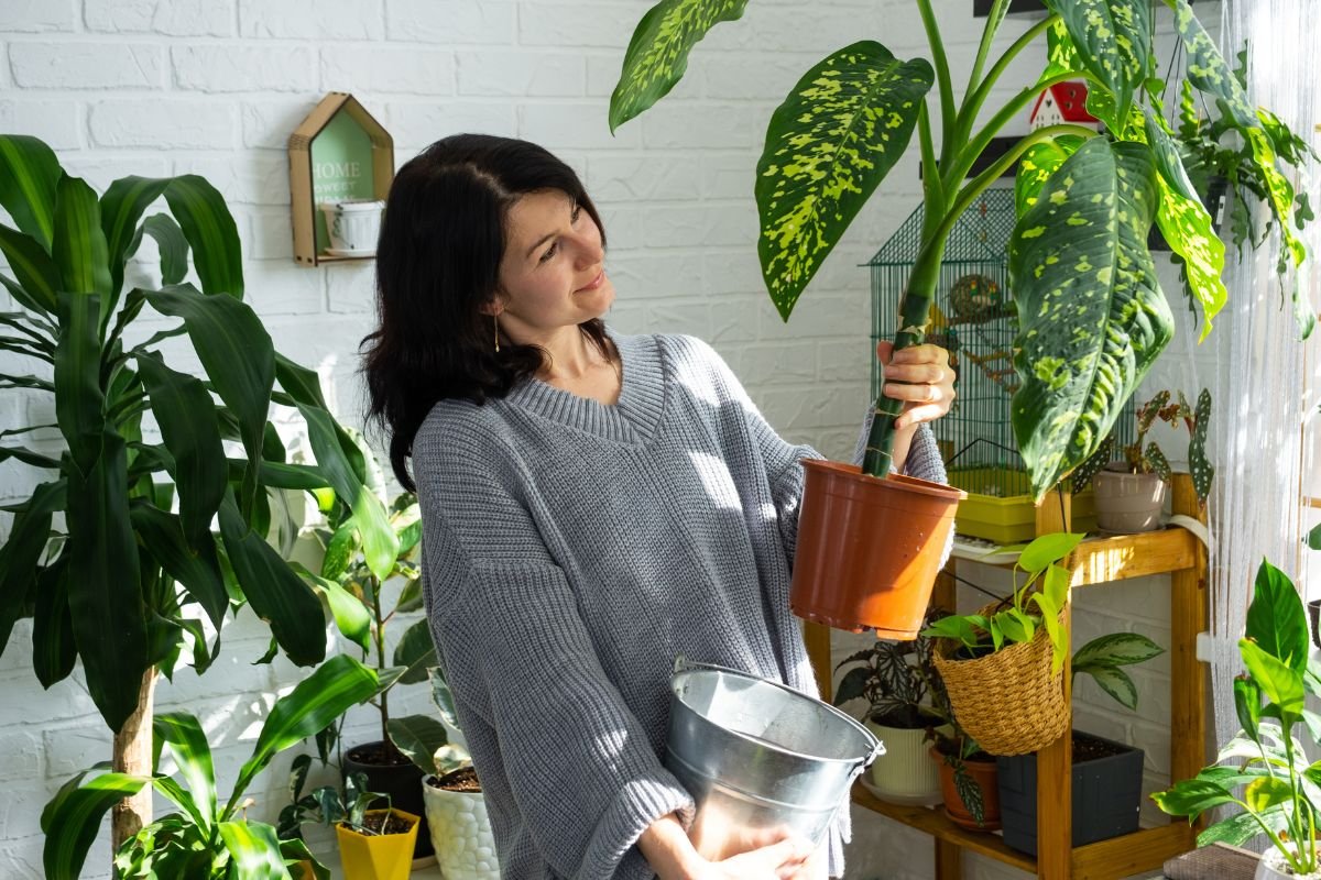 Planta Comigo Ninguém Pode