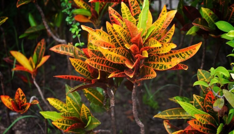 Planta Dois de Julho