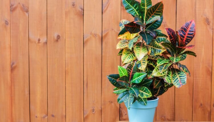 Planta 2 de Julho