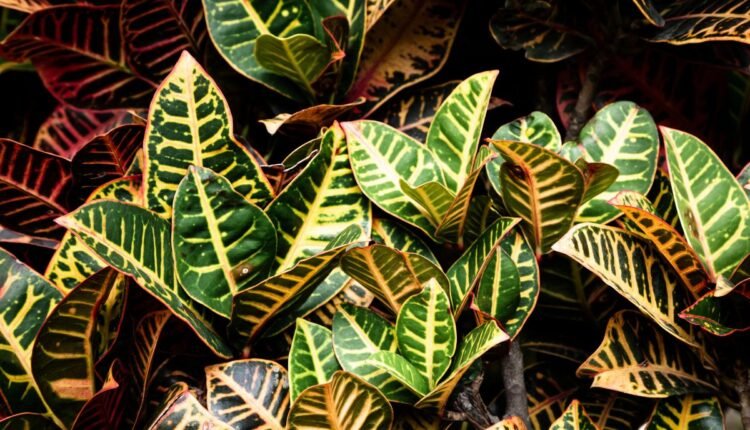 Planta Dois de Julho