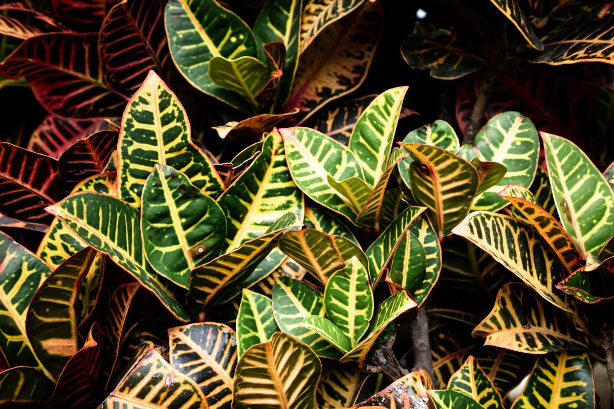 Planta Dois de Julho