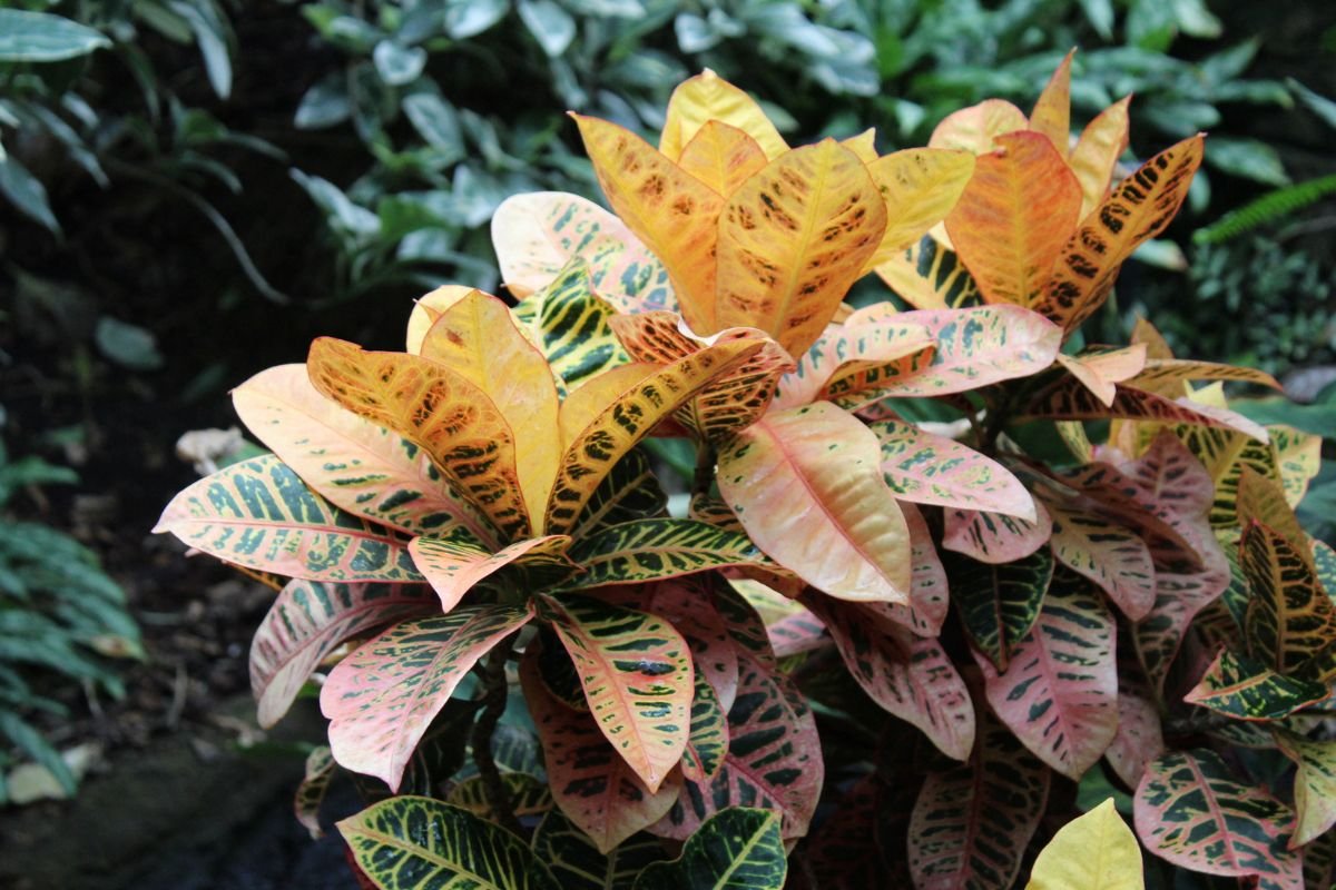 Planta Dois de Julho