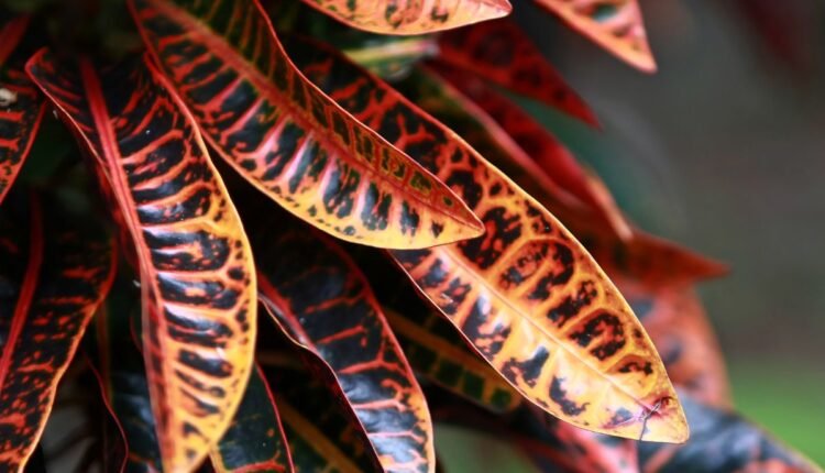 Planta Dois de Julho