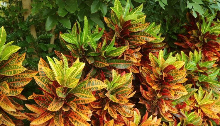 Planta Dois de Julho