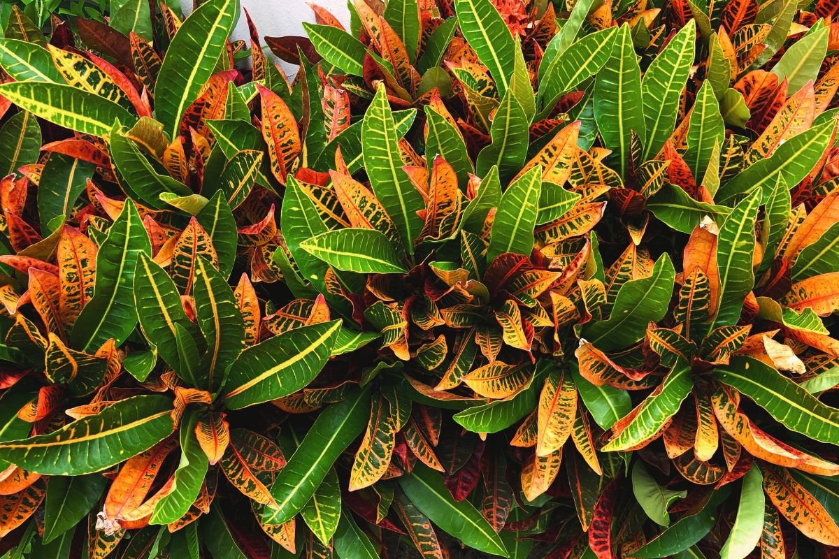 Planta Dois de Julho