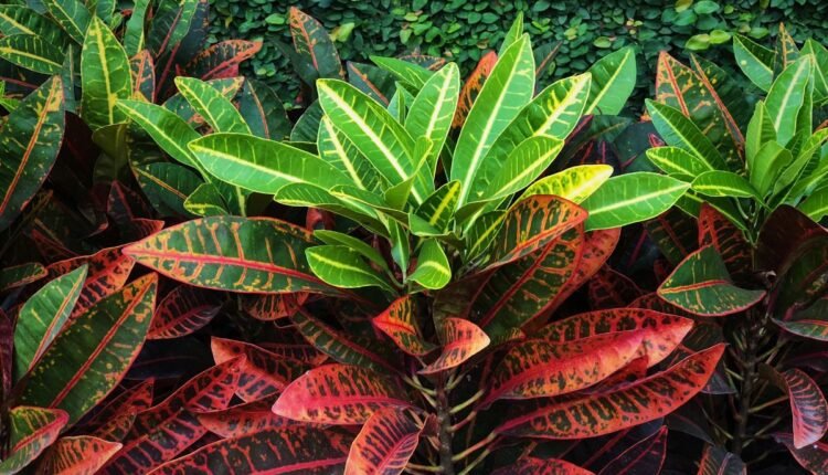 Planta Dois de Julho