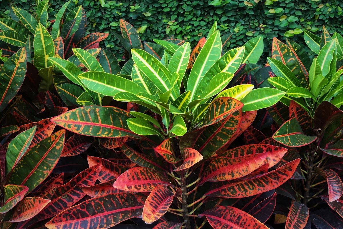 Planta Dois de Julho
