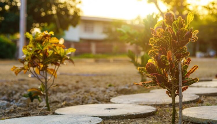 Poda da Planta Dois de Julho