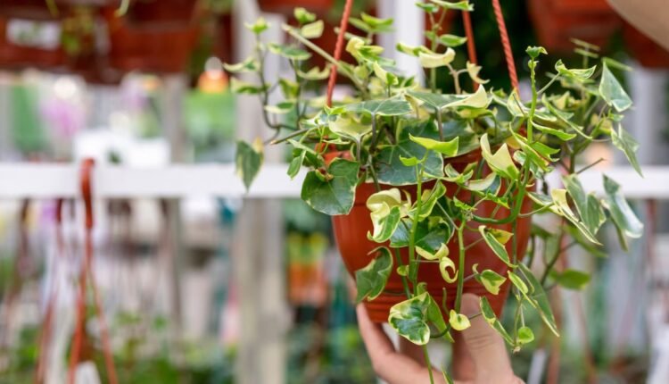 Planta Jiboia