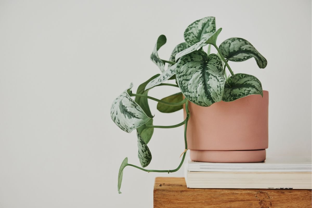 Planta Jiboia