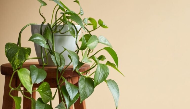 Planta Jiboia
