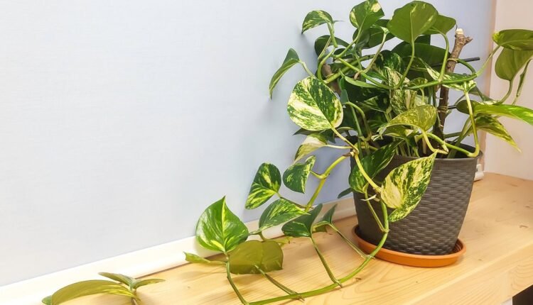 Planta Jiboia