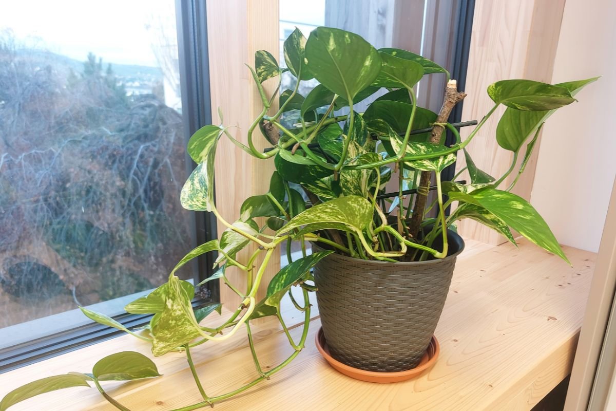Planta Jiboia