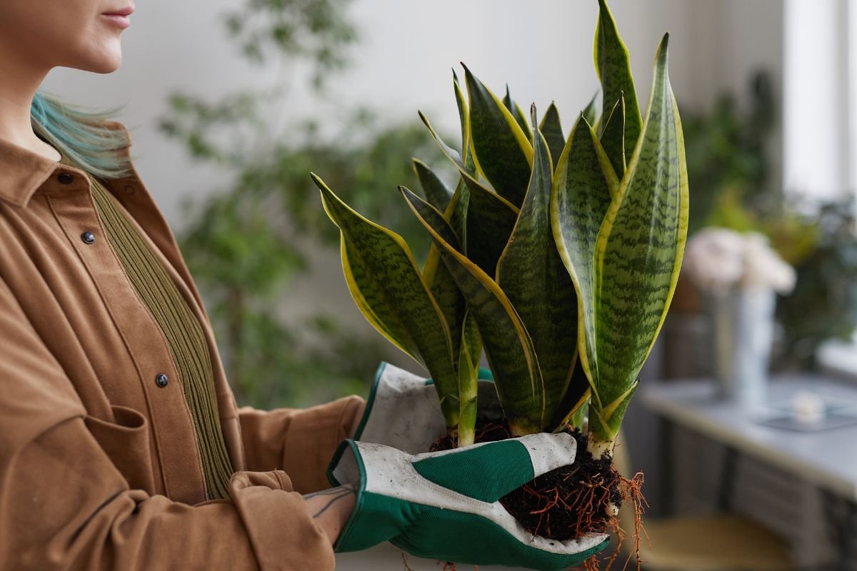 Planta Língua de Sogra
