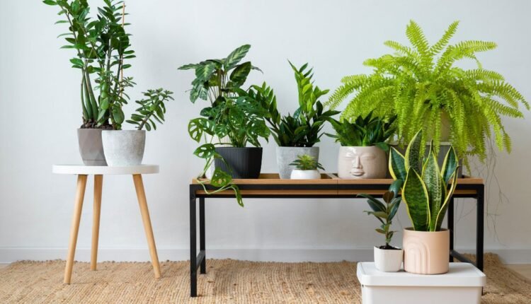 Planta Língua de Sogra