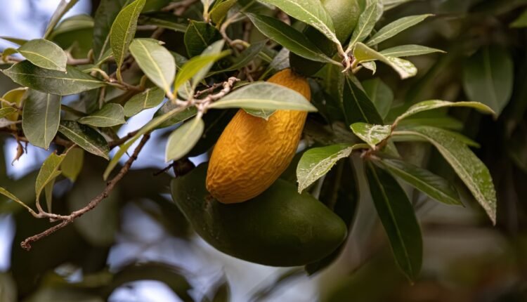 Planta Oiti