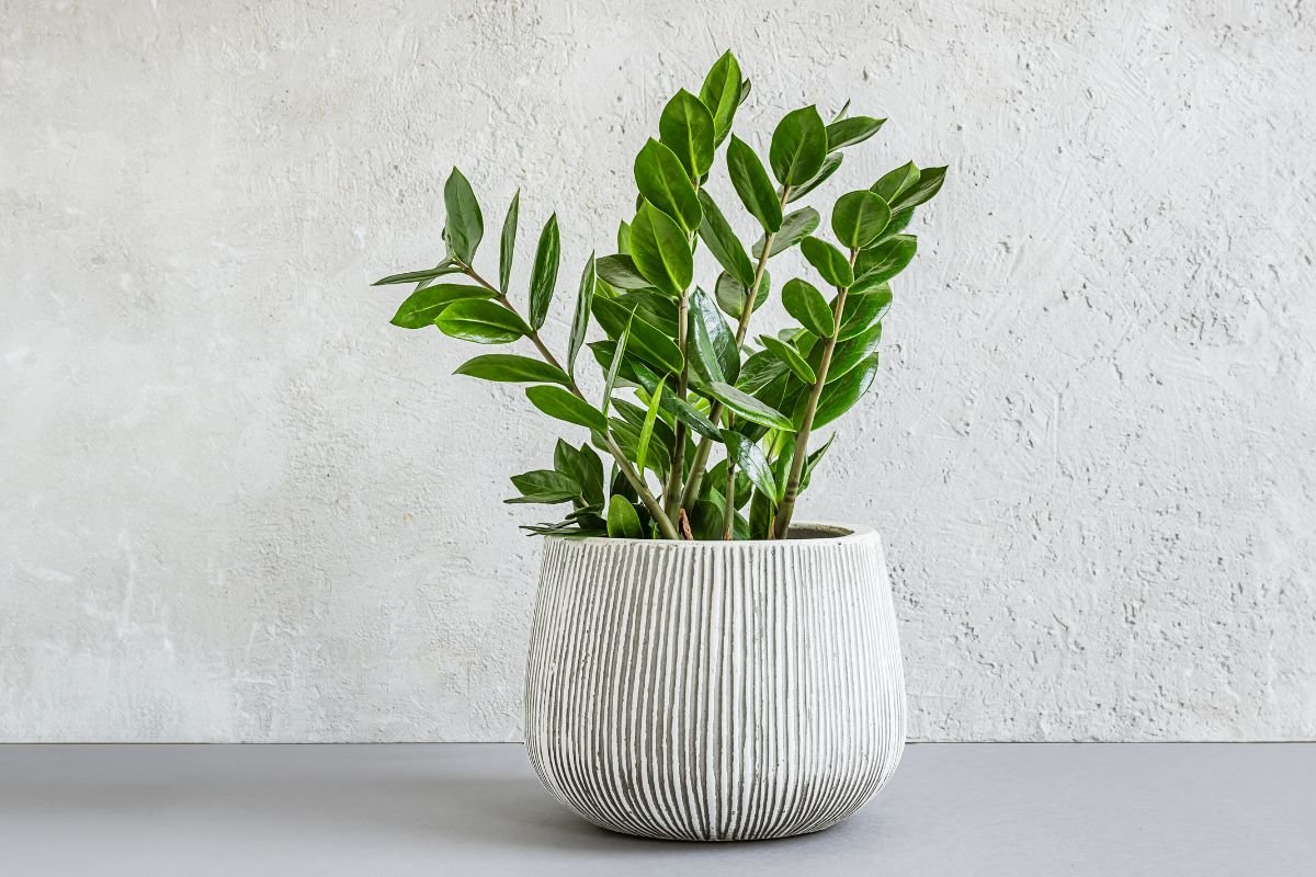 Planta Zamioculca