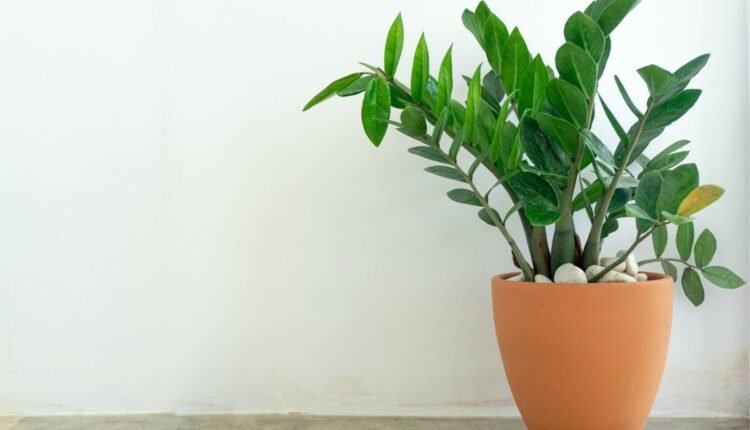 Planta Zamioculca