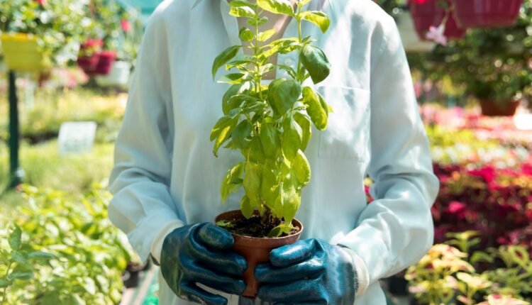 Plantas Funcionam Melhor Que Repelentes