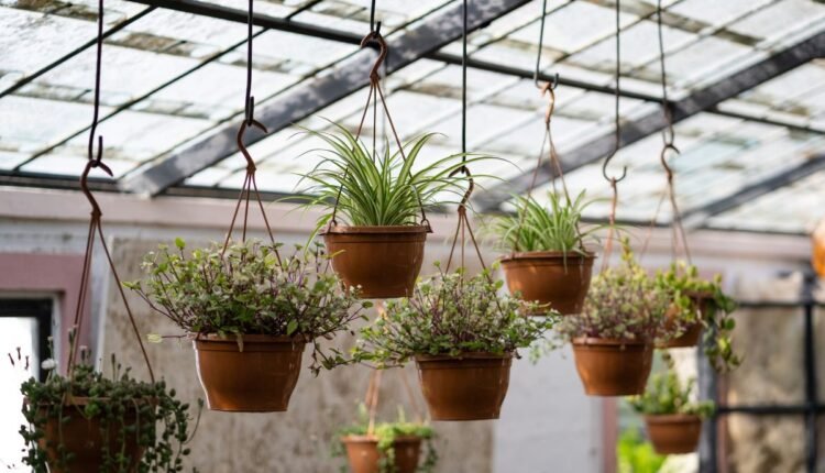 Plantas Pendentes