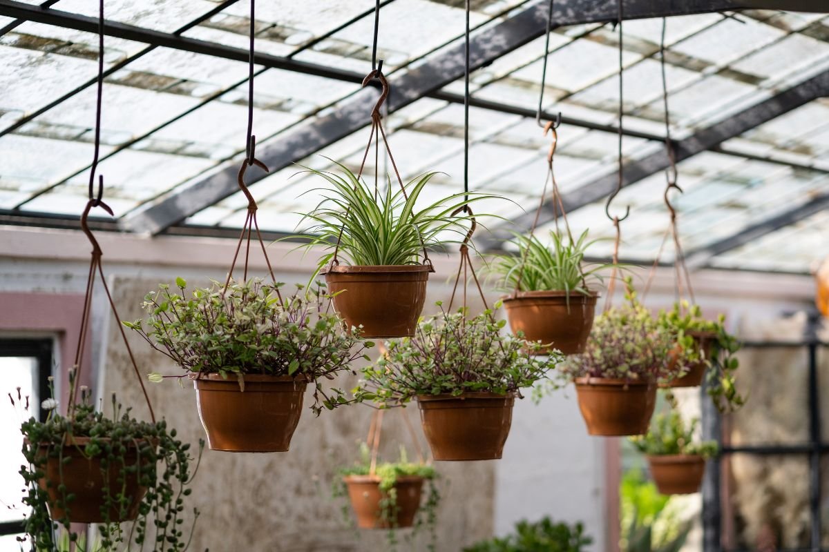 Plantas Pendentes