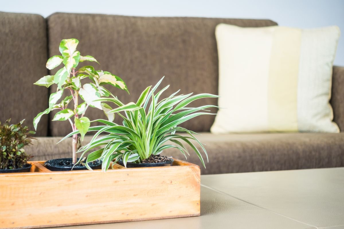 Plantas Perfeitas para Sala de Estar