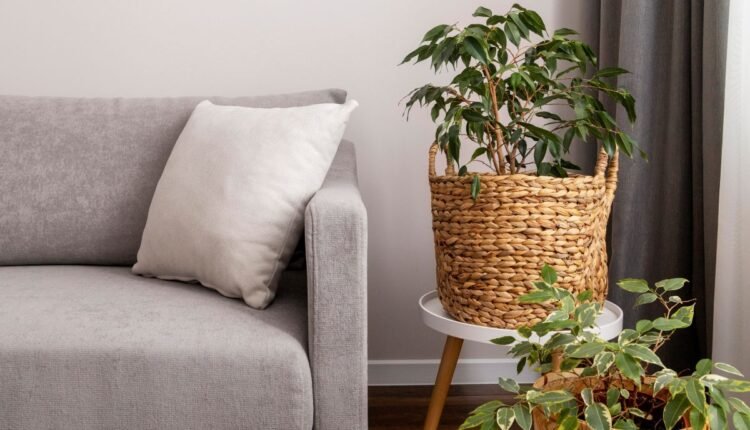 Plantas Perfeitas para Sala de Estar